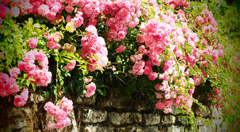 britanny islands ile aux moines 15