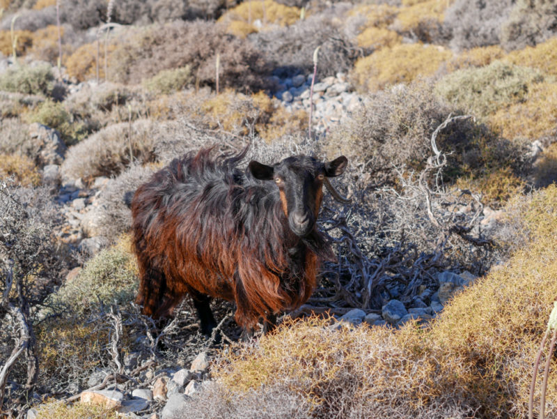 crete loutro to chora sfakion hike goat