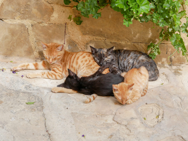 crete odigitrias monastery cats
