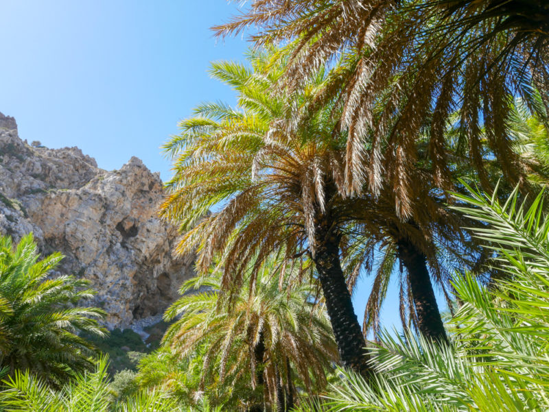 crete preveli beach rother hike palm trees