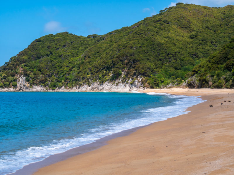 new zealand abel tasman beach and birds
