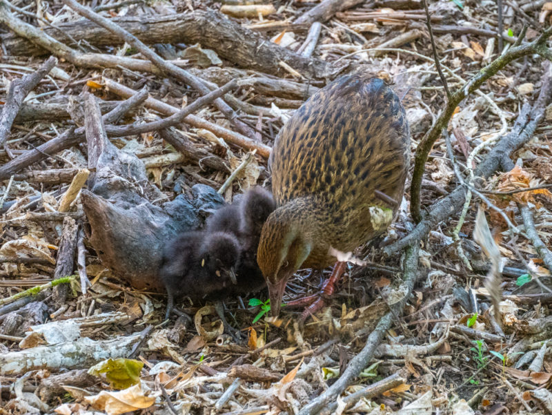 new zealand abel tasman ducks