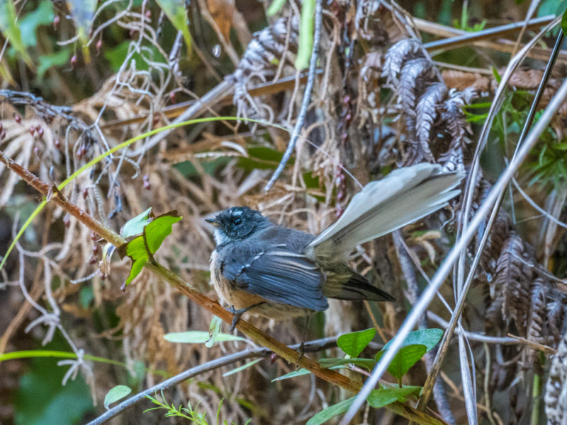new zealand abel tasman little bird