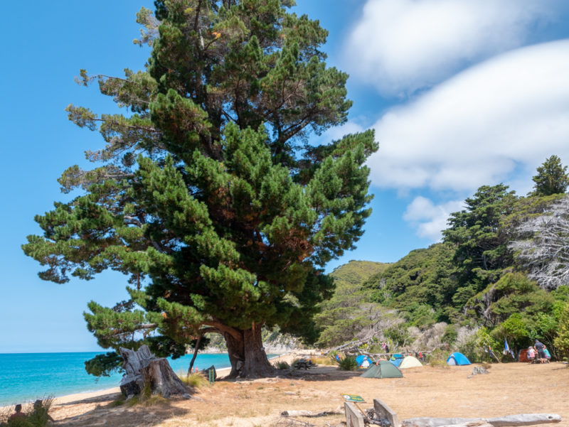 new zealand abel tasman wild campground