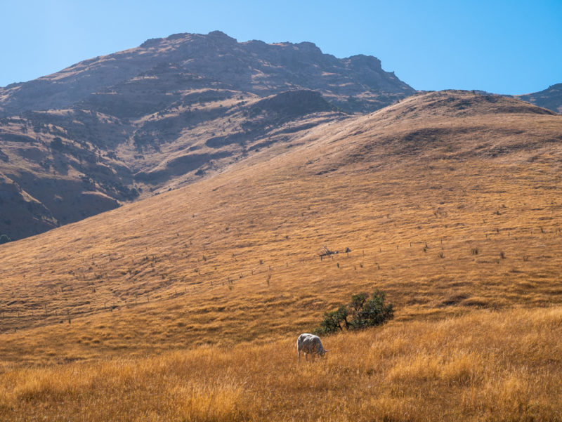 new zealand bank peninsula hill
