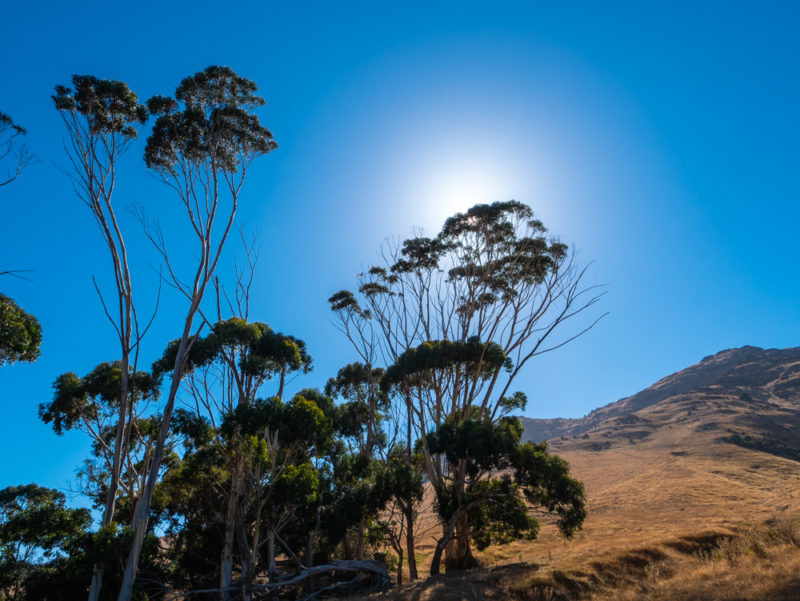 new zealand bank peninsula savannah