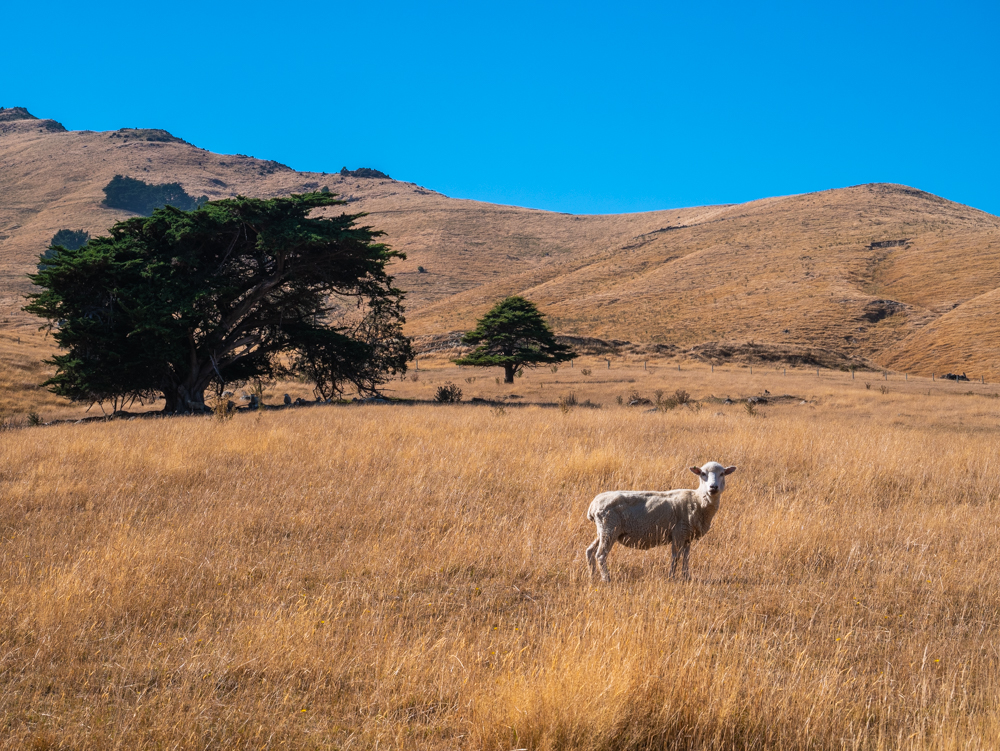 new zealand bank peninsula sheep in wild