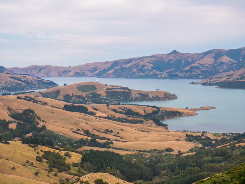 new zealand bank peninsula yellow hills