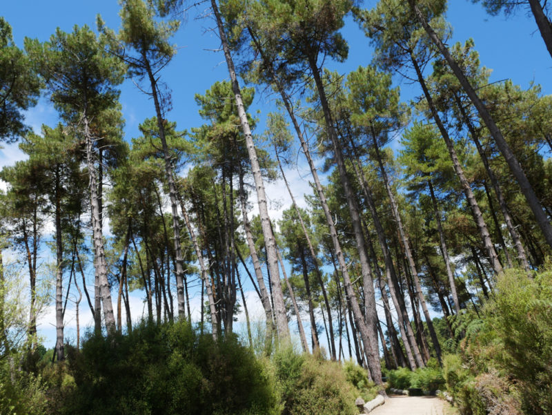new zealand big trees wai o tapu