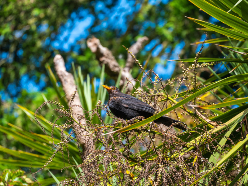 new zealand christchurch bird