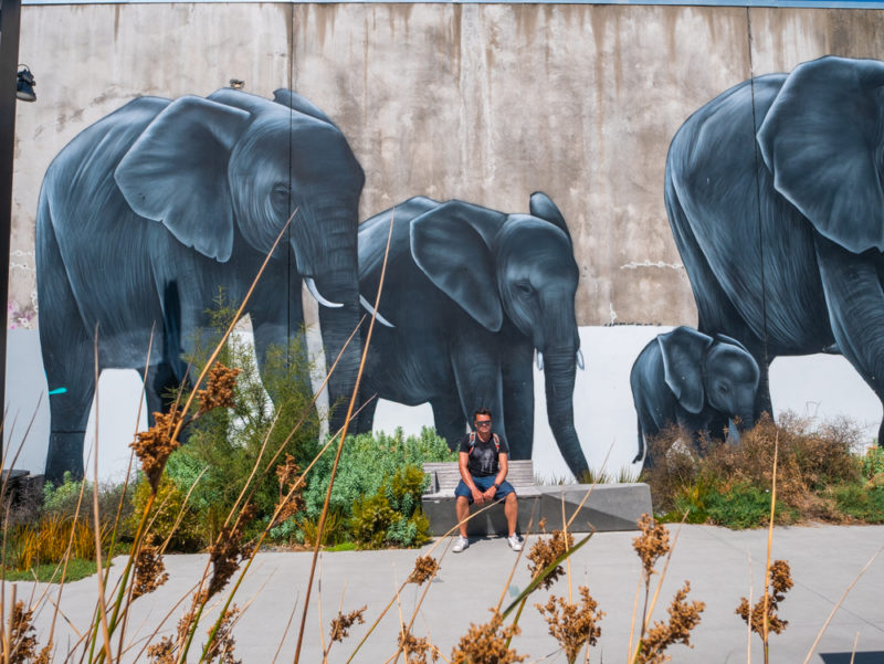 new zealand christchurch elephants