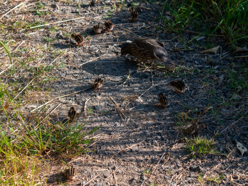 new zealand coromandel birds and mum