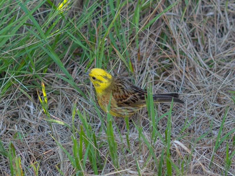 new zealand coromandel yellow bird