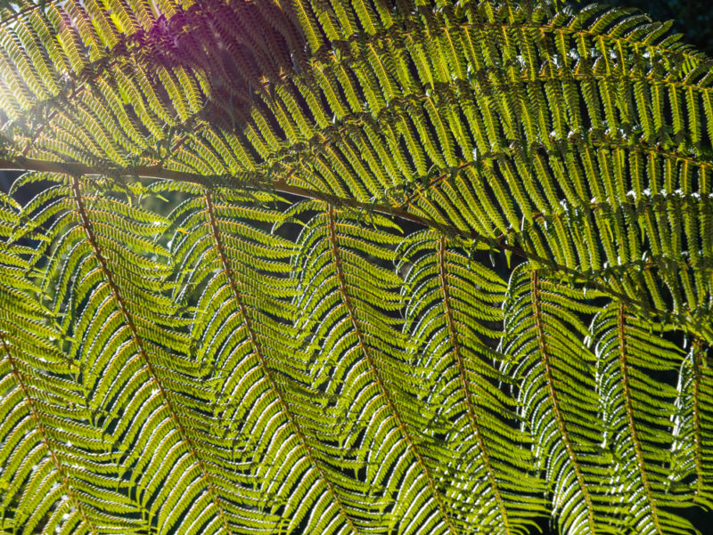 new zealand fern