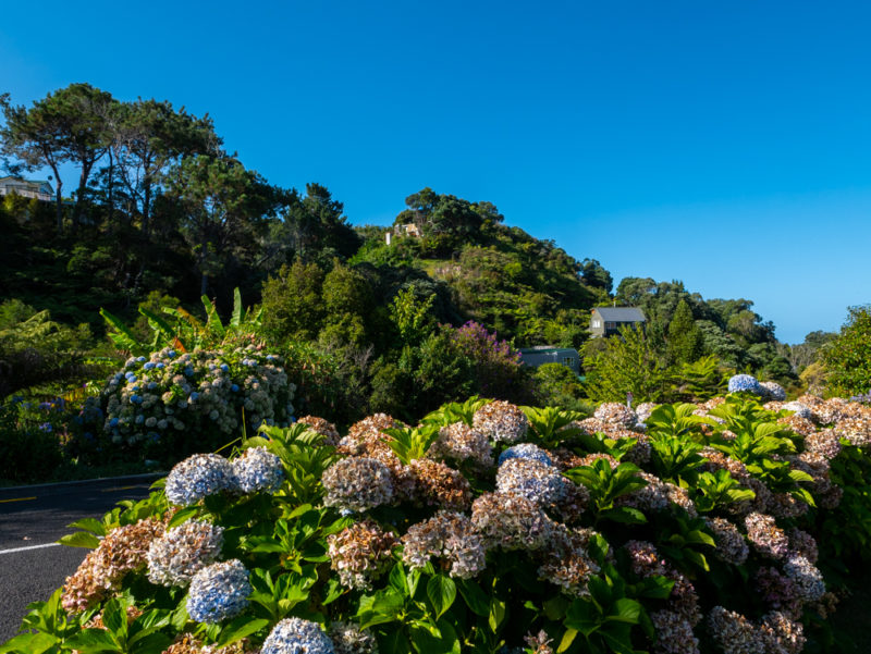 new zealand hahei flowers