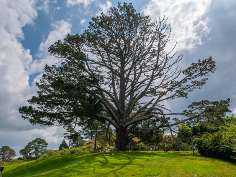 new zealand hobbiton giant tree