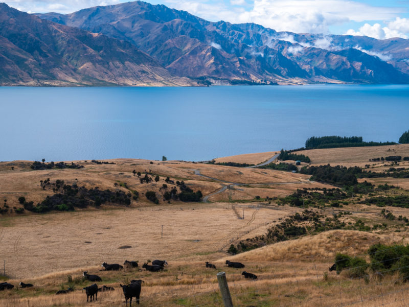 new zealand isthmus peak hike cows