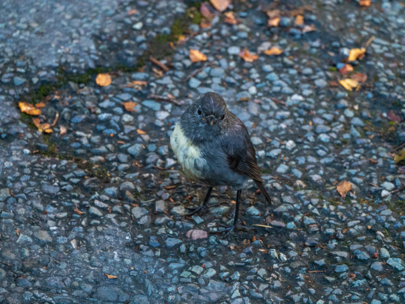 new zealand milford sound bird