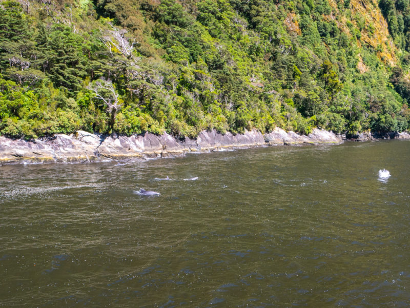 new zealand milford sound dolphins