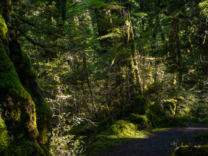 new zealand milford sound forest