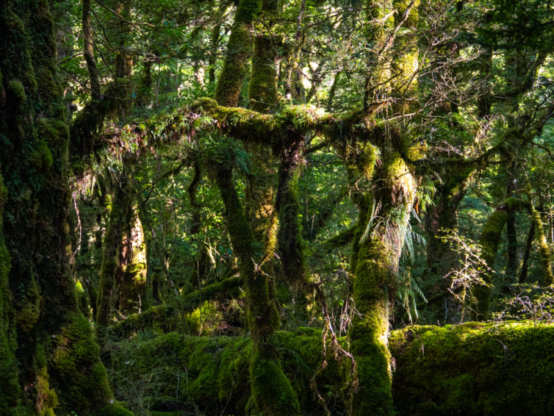 new zealand milford sound moss