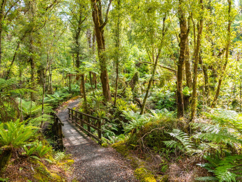 new zealand punakaiki circular hike forest