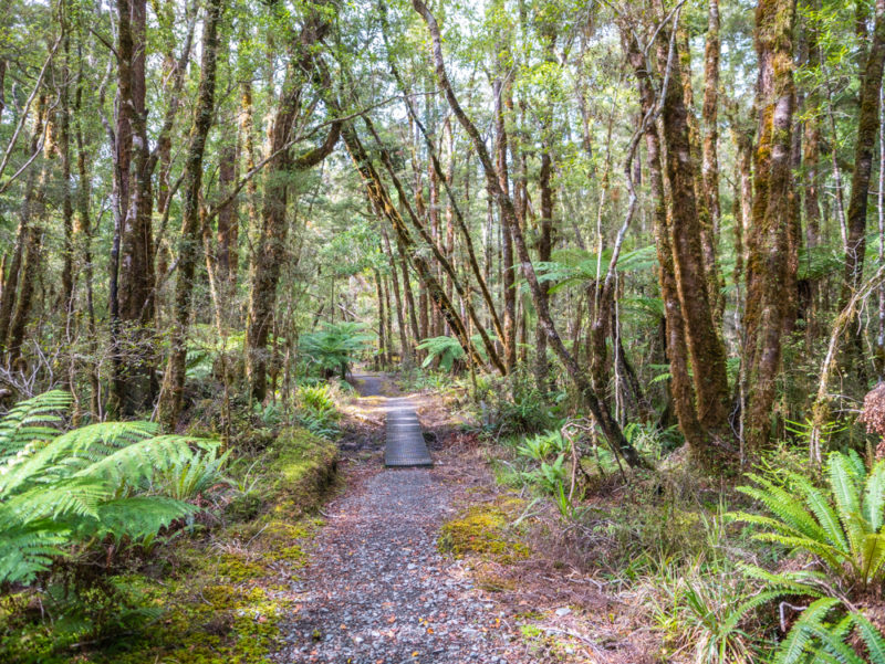 new zealand punakaiki circular hike trail