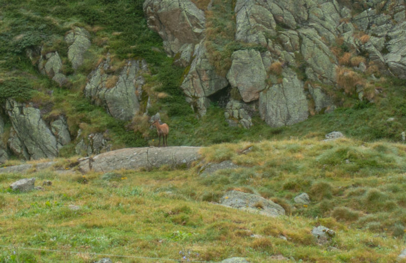 tour des perics izard