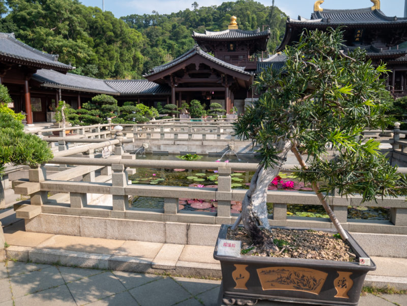 chi lin nunnery bonsai