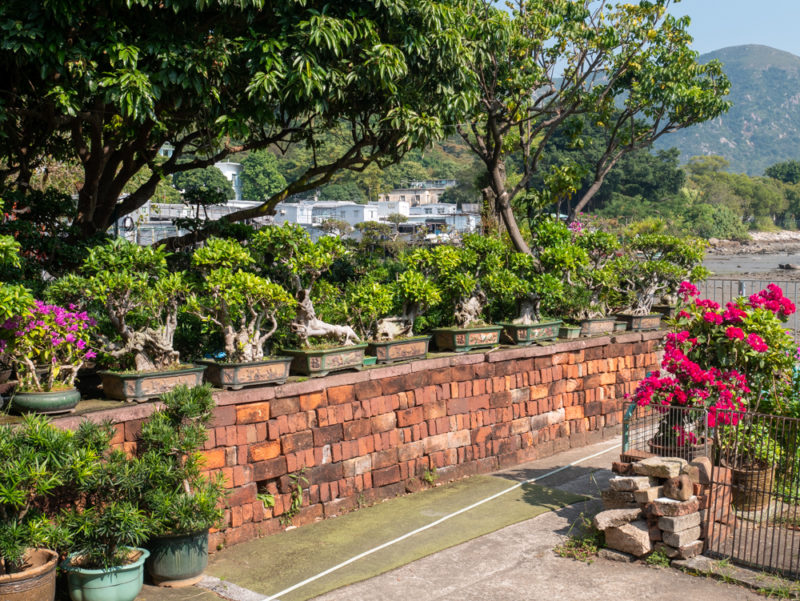 tai o fishing village bonsai