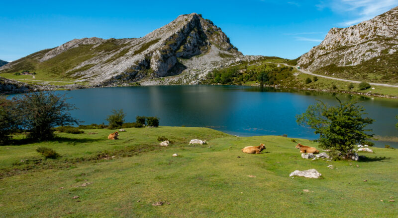 covadonga vaches