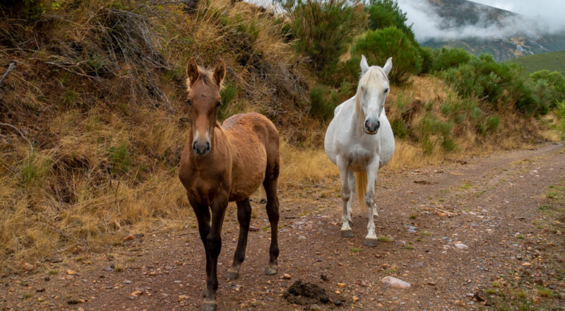 chevaux Puerto de San Glorio