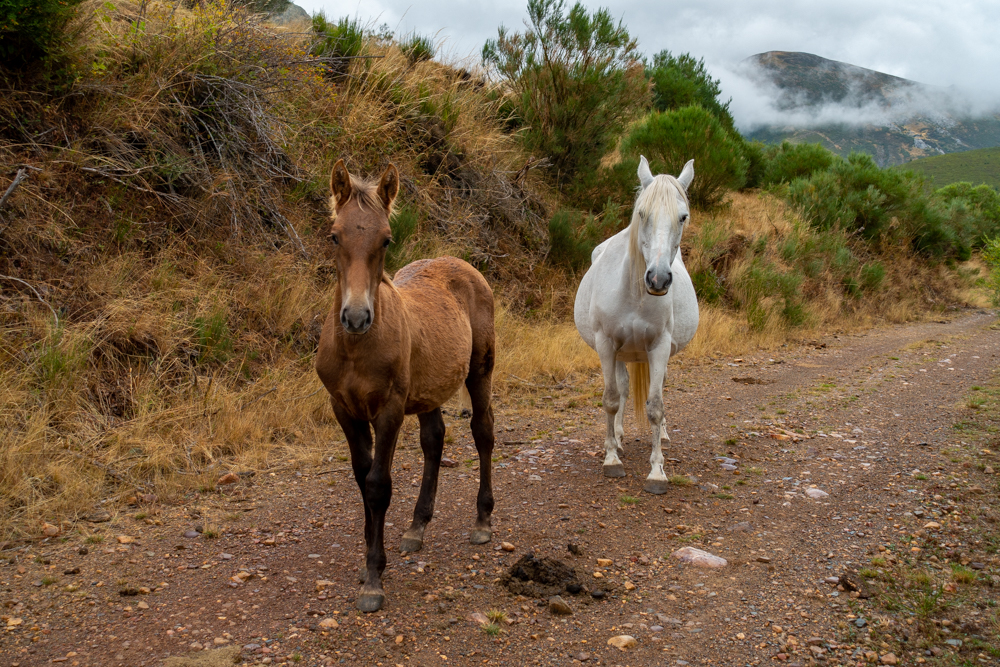 chevaux Puerto de San Glorio