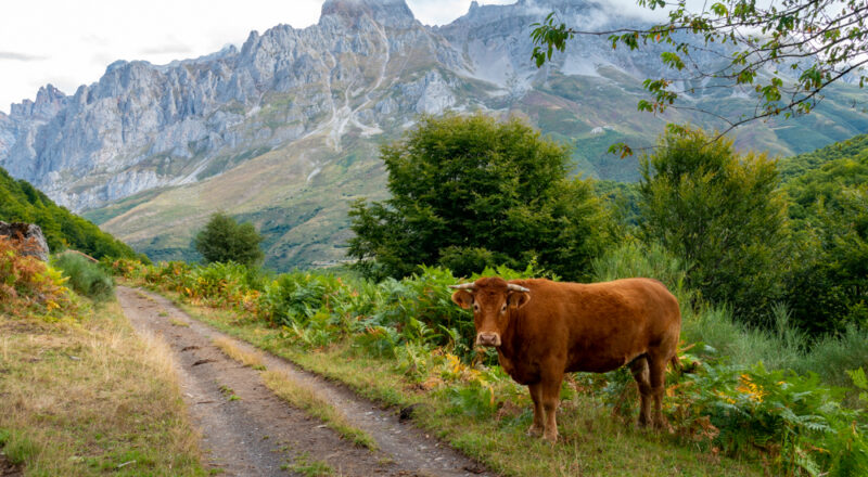 vache Majada de Monto