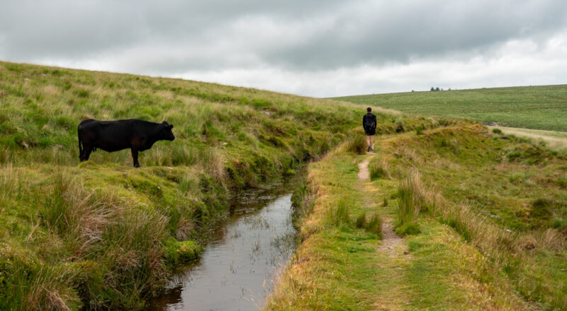 la vache et le randonneur