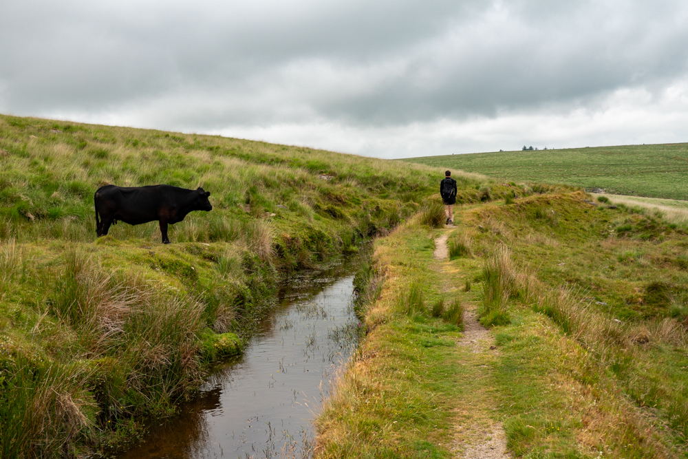 la vache et le randonneur