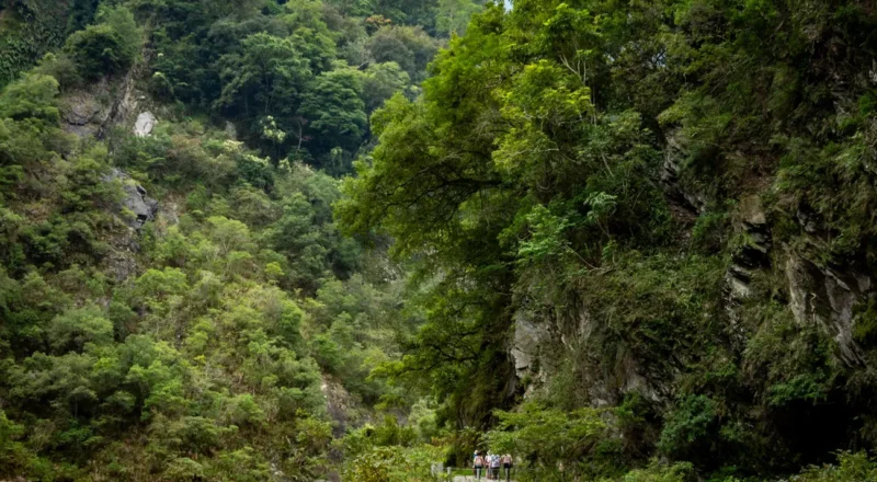Baiyang trail and forest