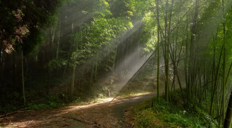Fenqihu ombre et bambou