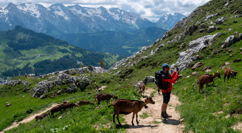 chevres sur le sentier du lac de Lessy
