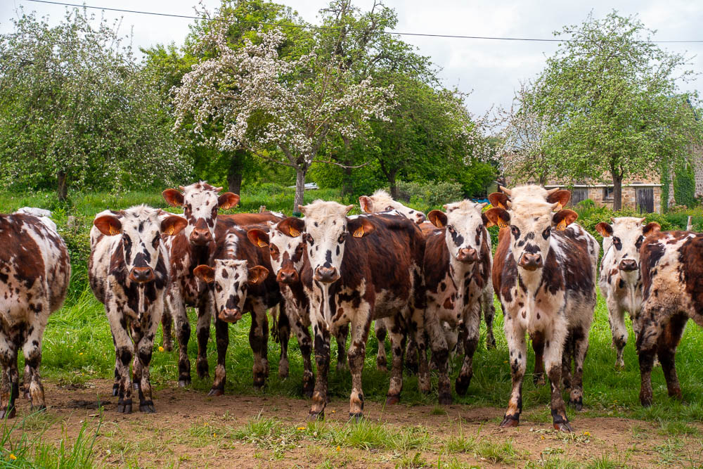 le chant des cailloux