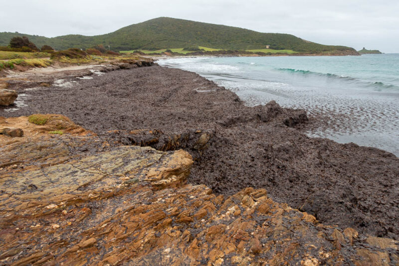 plage algues sentier des douaniers macinaggi