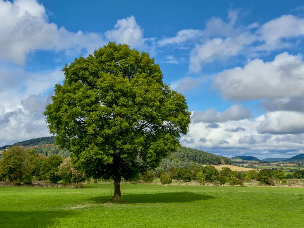 arbre stevenson