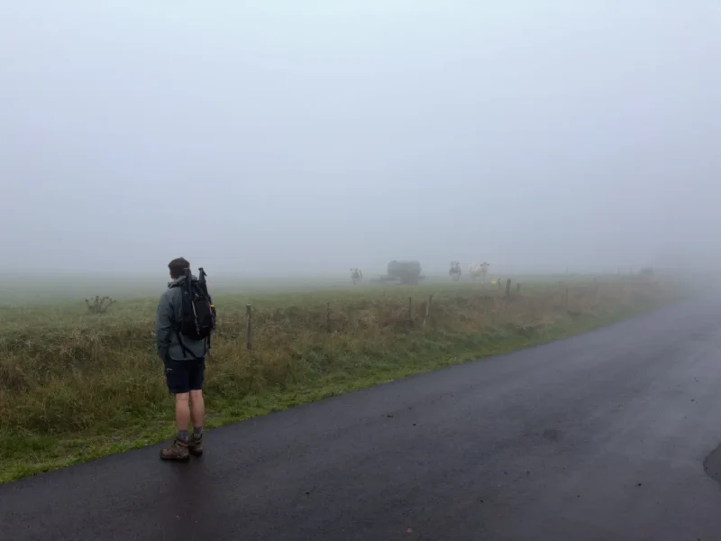 stevenson brouillard